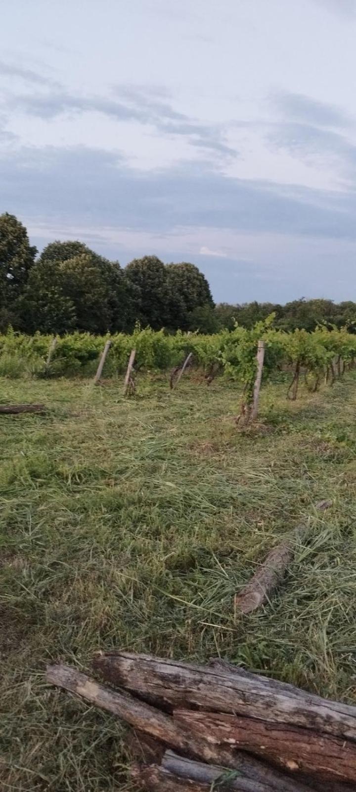 "Pivnica I Smestaj Jovanovic"- Rogljevacke Pivnice Rogljevo Exterior foto